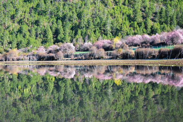 春天的桃林图片下载