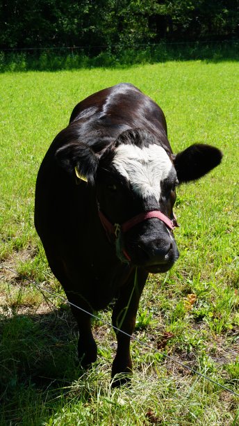 阳光草原上的公牛图片下载