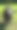 阳光草原上的公牛图片下载