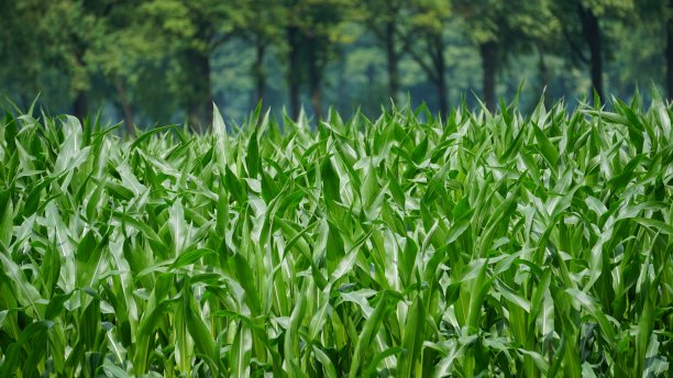 玉米田图片下载