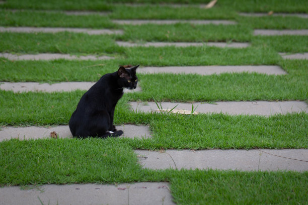 黑猫在田野里。图片下载