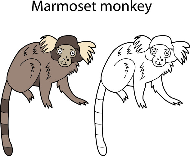 有趣可爱的动物狨猴孤立猴图片下载