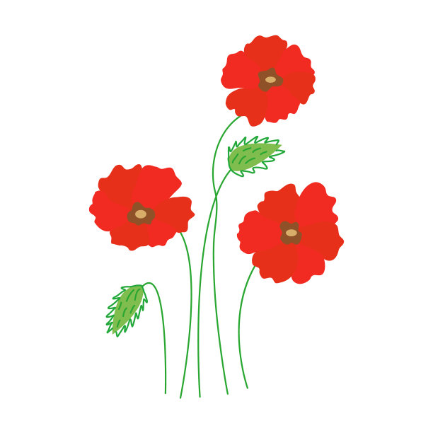 罂粟花，三朵花，两朵花蕾手图片下载