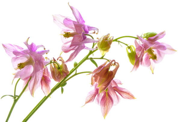 耧斗菜花束在白色孤立的背景上图片下载