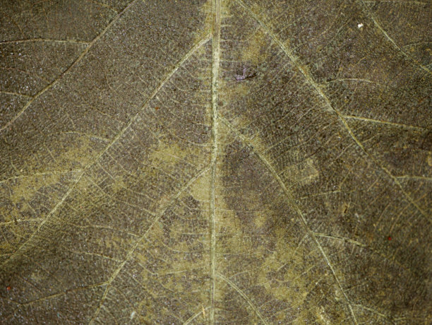 自然景观背景图像图片下载