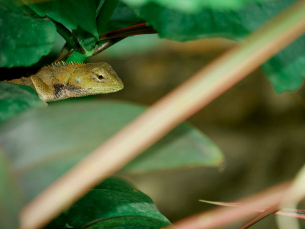 亚洲野生动物背景图片图片下载