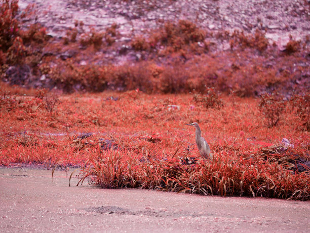 亚洲野生动物背景图片图片下载
