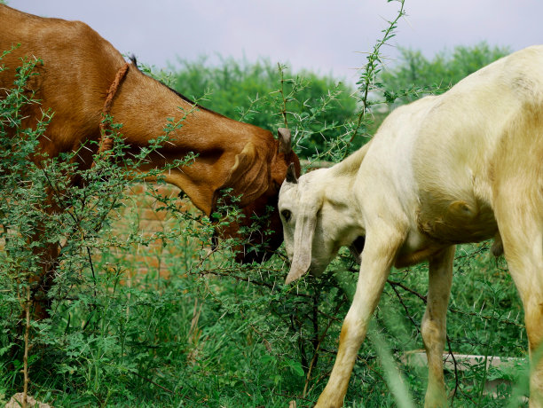 亚洲野生动物背景图片图片下载