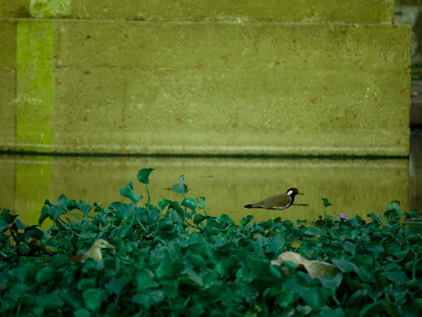 野生动物与自然背景图像图片下载