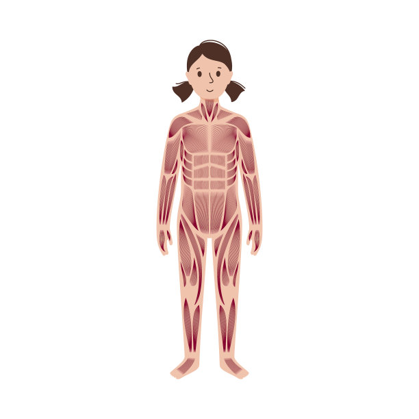 人类肌肉系统图片下载