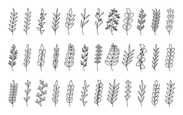 弯曲的黑色轮廓树叶子的树枝图片下载