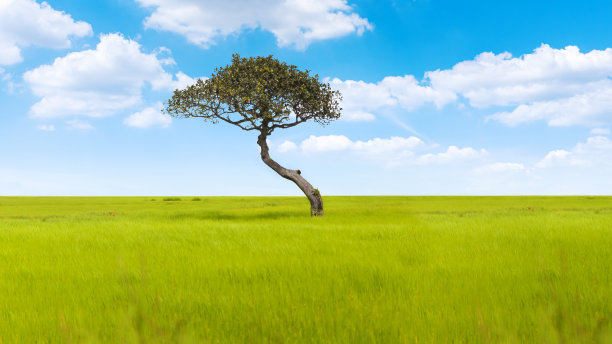 田野和蓝天中间的一棵孤独的大树图片下载