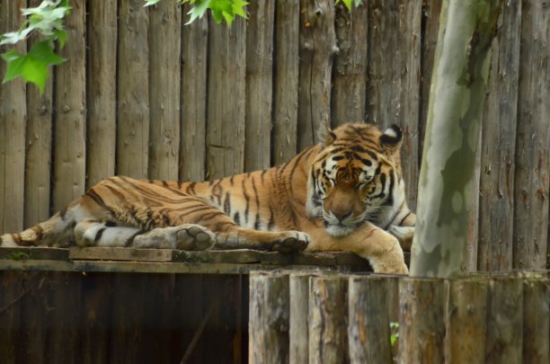 沉睡的西伯利亚虎图片下载