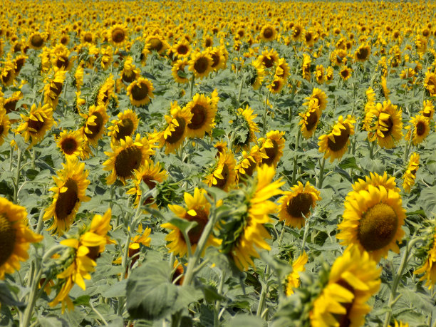 向日葵田作为背景图片下载