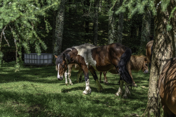 照片中的一匹马在森林的树木中，在阴影中。马是棕色的，有白色的斑点和黑色的鬃毛，白色的脚像袜子。他斜着眼睛看摄影机图片下载