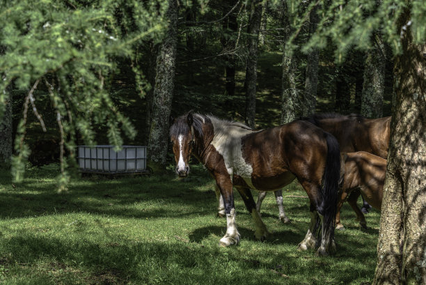 照片中的一匹马在森林的树木中，在阴影中。马是棕色的，有白色的斑点和黑色的鬃毛，白色的脚像袜子。他正直视着摄像机图片下载