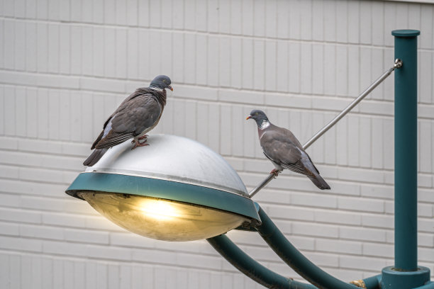 法国，genneville:栏杆上一只木鸽子的特写照片图片下载
