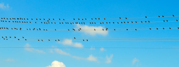 一群椋鸟坐在电线上。映衬着早晨蓝色的天空。宽的照片。图片下载