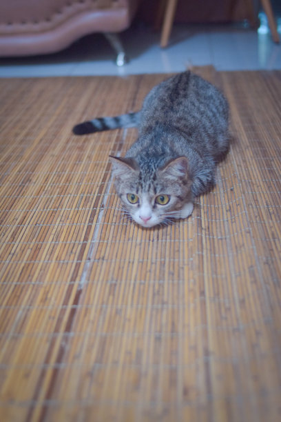 那只猫图片下载