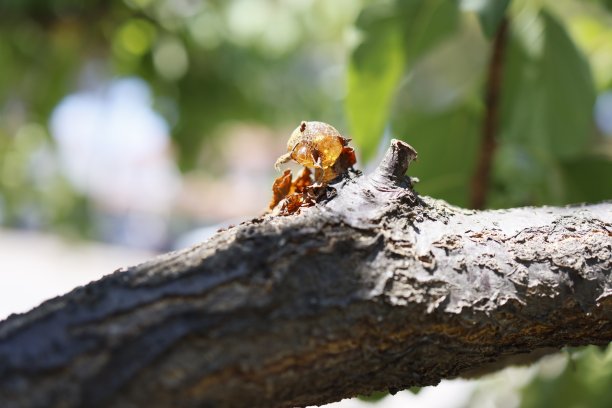 树枝上的树脂图片下载
