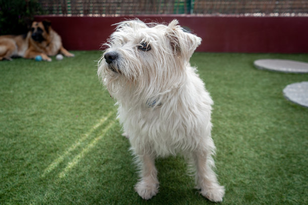 花园里的一只白色比雄犬。近距离图片下载