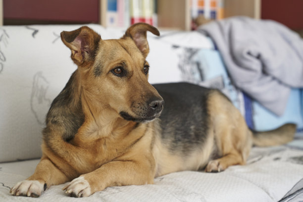 一条短腿的狗躺在沙发上图片下载