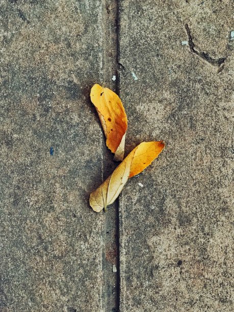 飘落的树叶图片下载