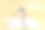 可爱的小兔子兔子，黑色和白色的日记和笔记本电脑戴着毕业帽，而坐在孤立的橙色柔和的背景。复活节假期与教育技术理念。图片下载