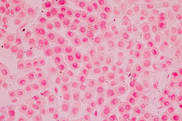 洋葱根尖有丝分裂细胞的显微镜观察。图片下载