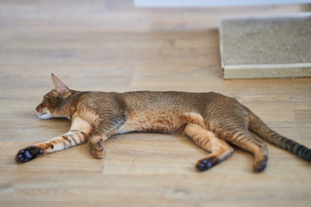 美丽的孟加拉猫品种躺在地板上图片下载