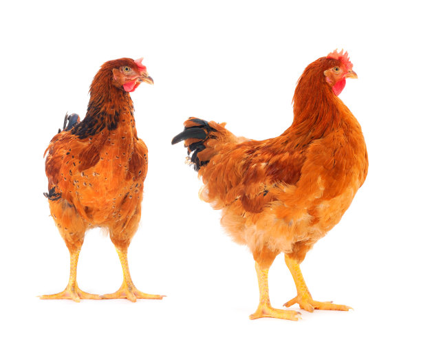 两只棕色母鸡被隔离。图片下载