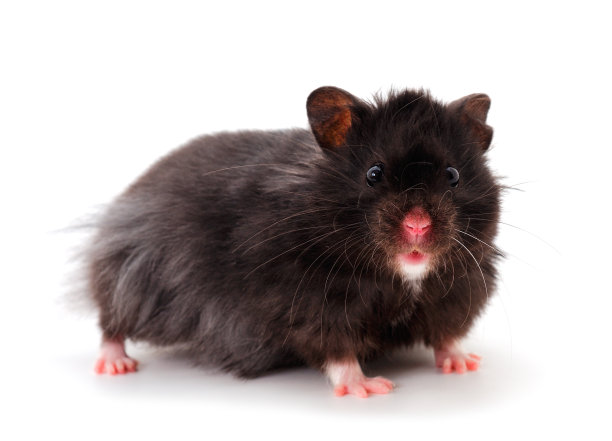 黑色侏儒仓鼠图片下载