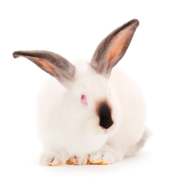 白兔孤立。图片下载