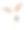 白兔孤立。图片下载