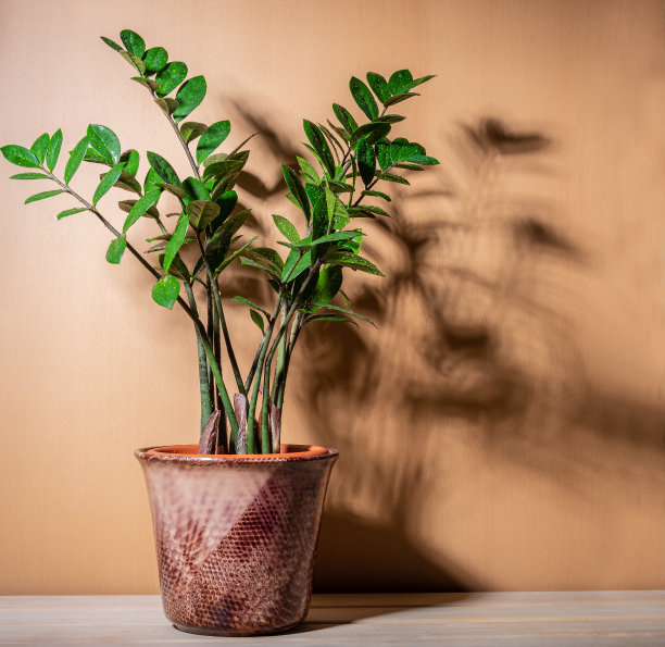在乡村背景的花盆里种上室内植物Zamioculcas。图片下载
