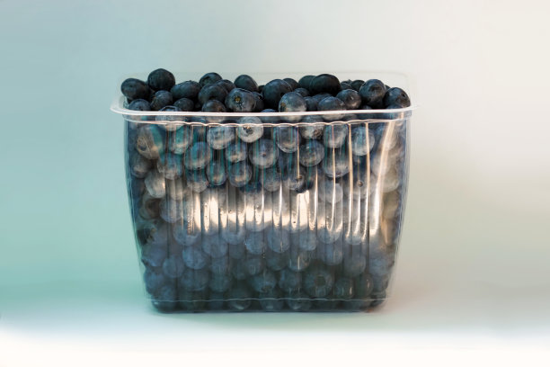 白色背景上放着蓝莓的大塑料托盘。采摘蓝莓。Cyanococcus, Vaccinium corymbosum图片下载