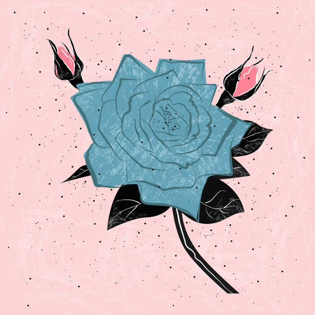 一朵蓝色的玫瑰在桃红的背景下绽放花蕾图片下载