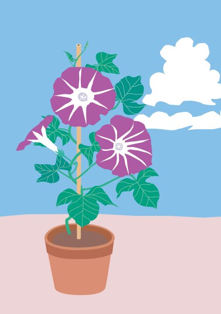盆栽紫色牵牛花的插图。图片下载