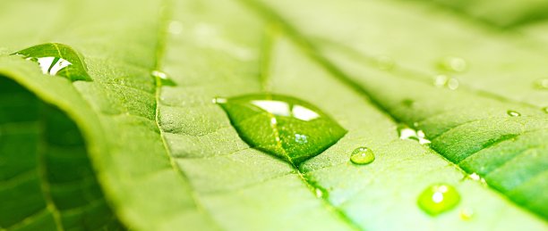 绿叶与水滴宏摄入量图片下载