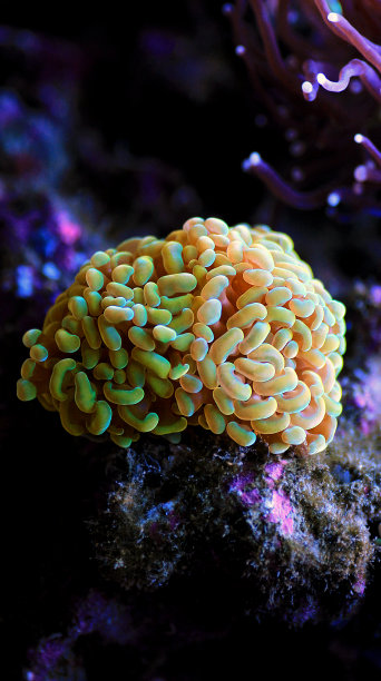 金珊瑚，珊瑚礁水族箱中稀有的LPS珊瑚图片下载