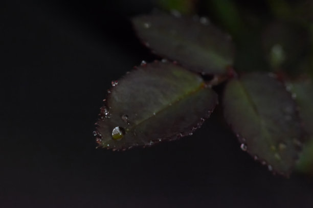 玫瑰花瓣图片下载