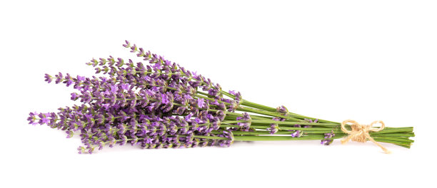 薰衣草花，孤立在白色背景上。一束薰衣草或薰衣草花。草药。图片下载