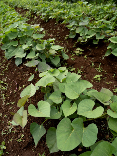 甘薯领域图片下载