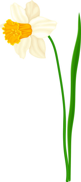 白花水仙春天开花图片下载