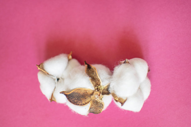 粉红色背景上的三朵蓬松的白棉花。图片下载