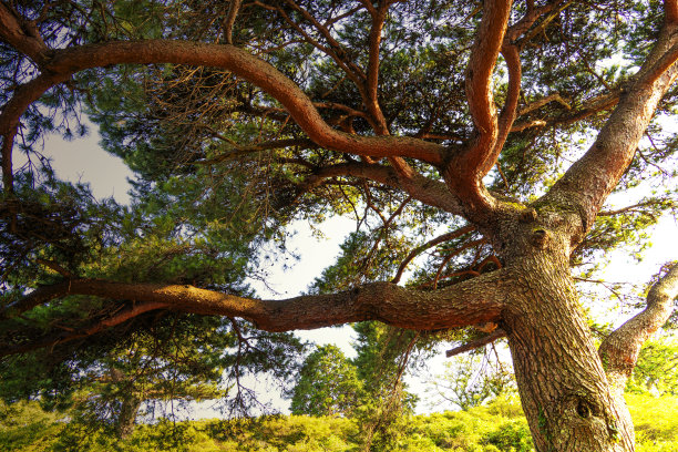 的植物叶子图片下载
