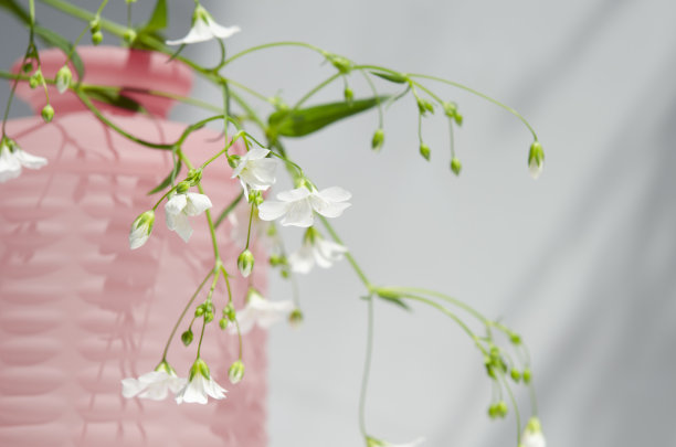 花背景模拟，近距离。图片下载