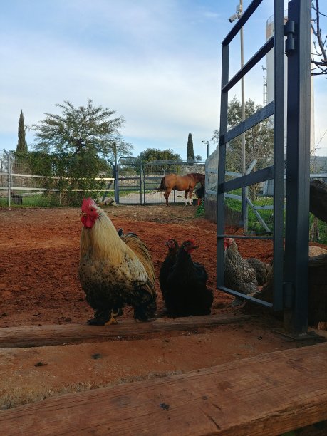 农场照片：鸡和马图片下载