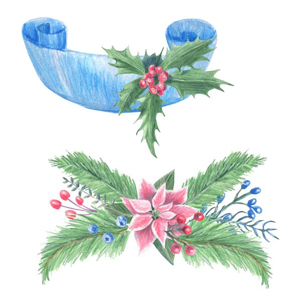 设置与圣诞装饰的构图。粉红色的一品红，蓝色的丝带，绿色的树枝和浆果。用彩色铅笔手绘素描。图片下载