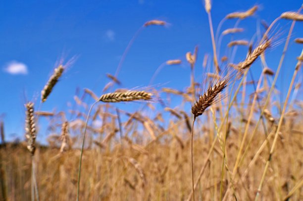 种植粮食的土地图片下载